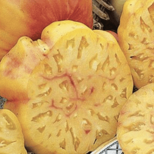 Close-up of sliced yellow starfruit showing its star-shaped pattern.